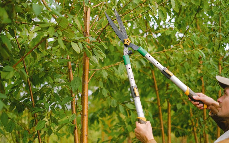 Tree trimming in Wellsburg, NY